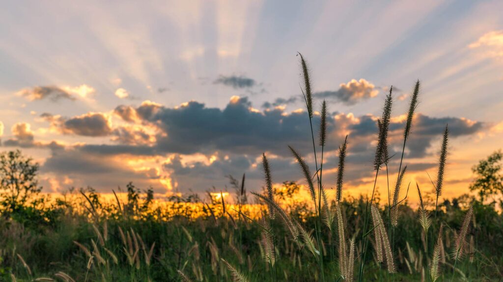 Heaven sunset on poaceae field