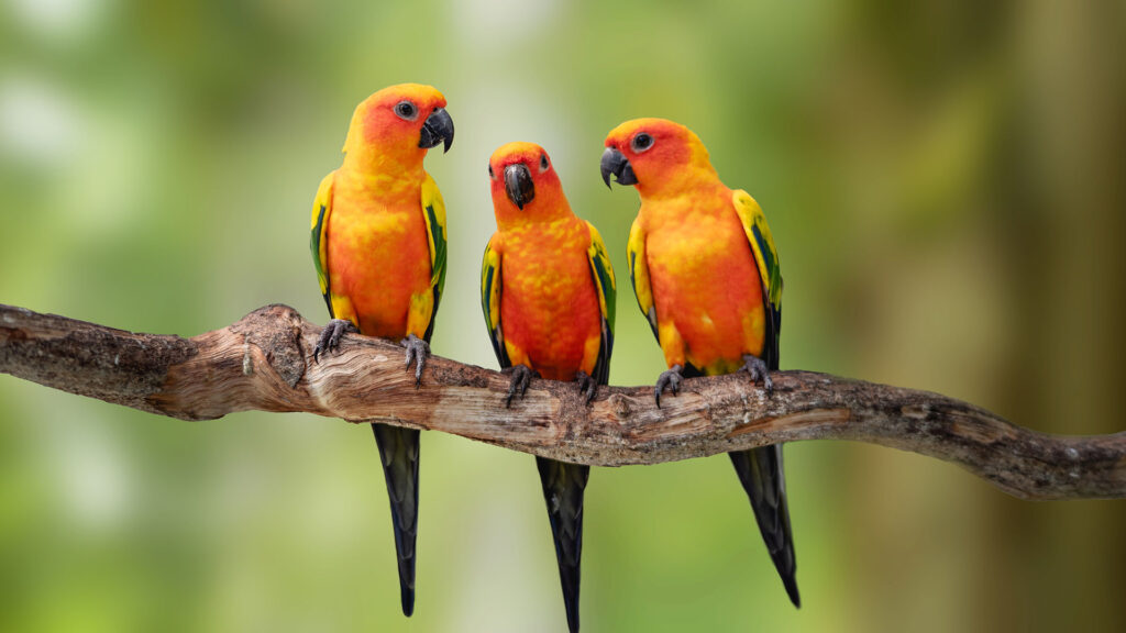Colourful parrots looking at each other whilst sitting on a branch