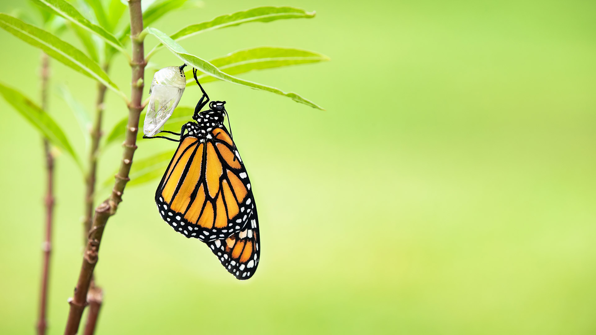 Why AI holds the key to treasury metamorphosis