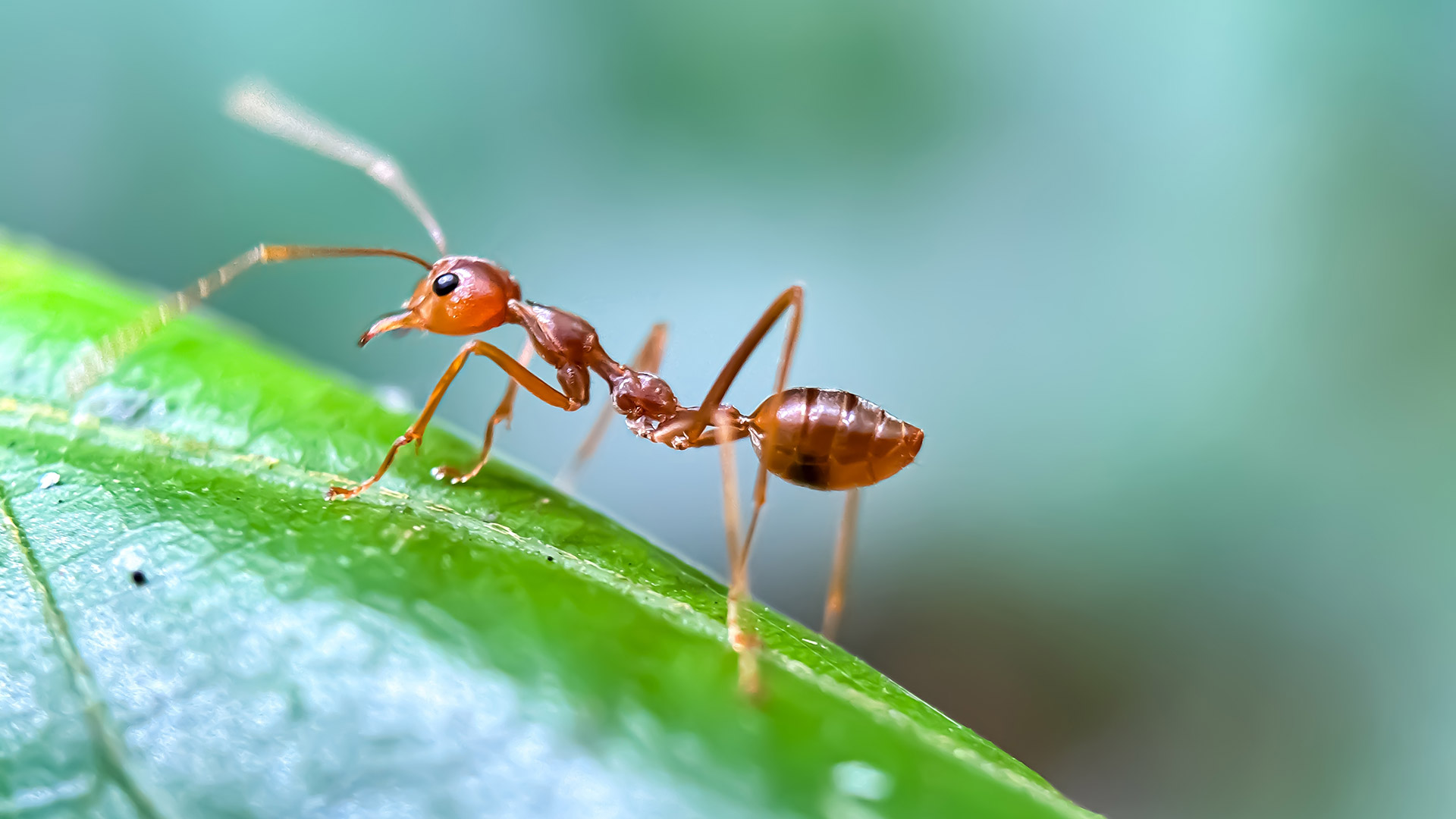 Ants can be used to turn milk into yoghurt … but don’t try this at home!